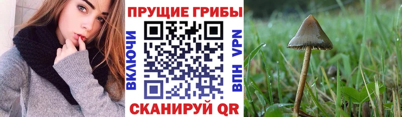 купить наркотик  Калининск  Галлюциногенные грибы Psilocybe 